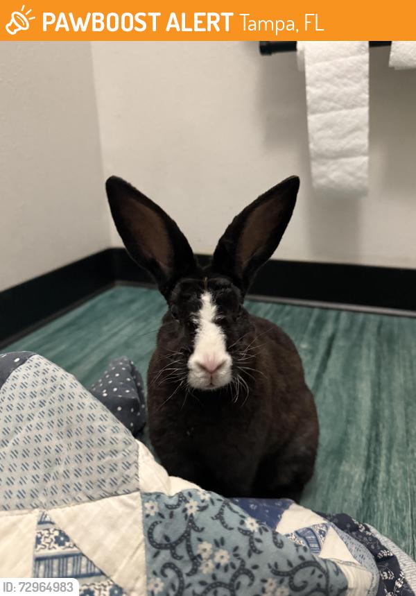 Found/Stray Unknown Rabbit last seen The Rollin Mullet and Notch apmts , Tampa, FL 33604