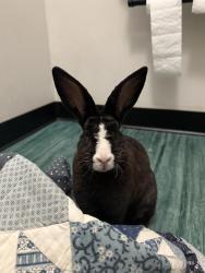 Found/Stray Unknown Rabbit last seen The Rollin Mullet and Notch apmts , Tampa, FL 33604