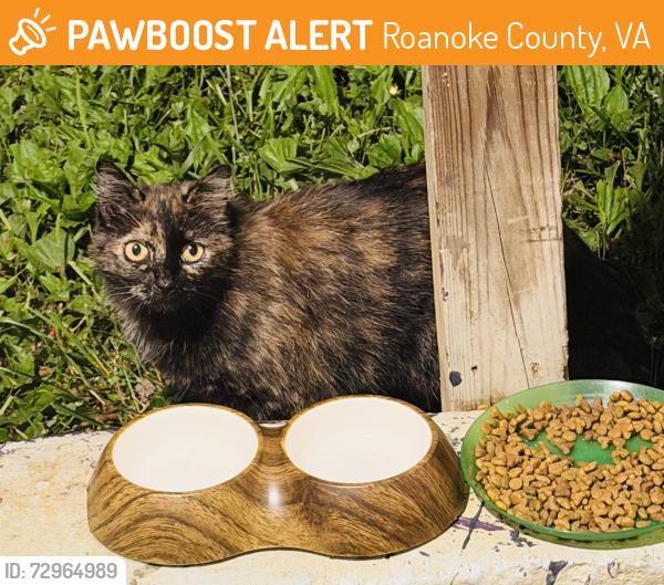 Found/Stray Unknown Cat last seen Main st Salem , Roanoke County, VA 24153