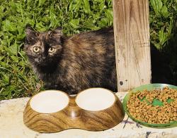 Found/Stray Unknown Cat last seen Main st Salem , Roanoke County, VA 24153