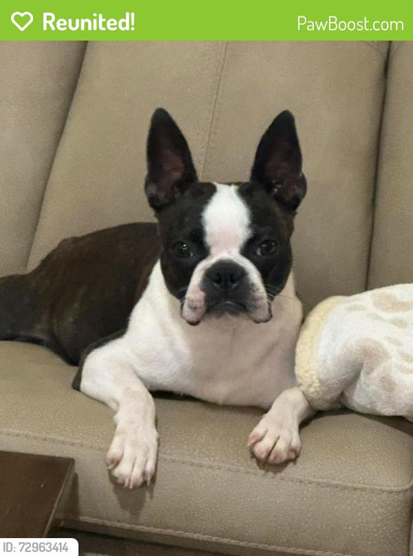 Reunited Female Dog last seen CR 2390 75494, Hopkins County, TX 75471