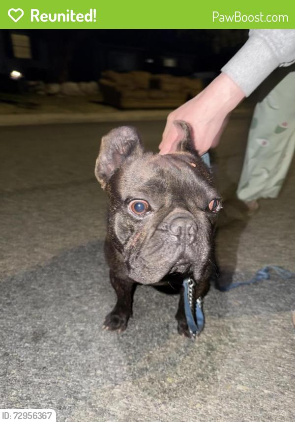 Reunited Male Dog last seen royal oaks/ bradbourn , Duarte, CA 91010