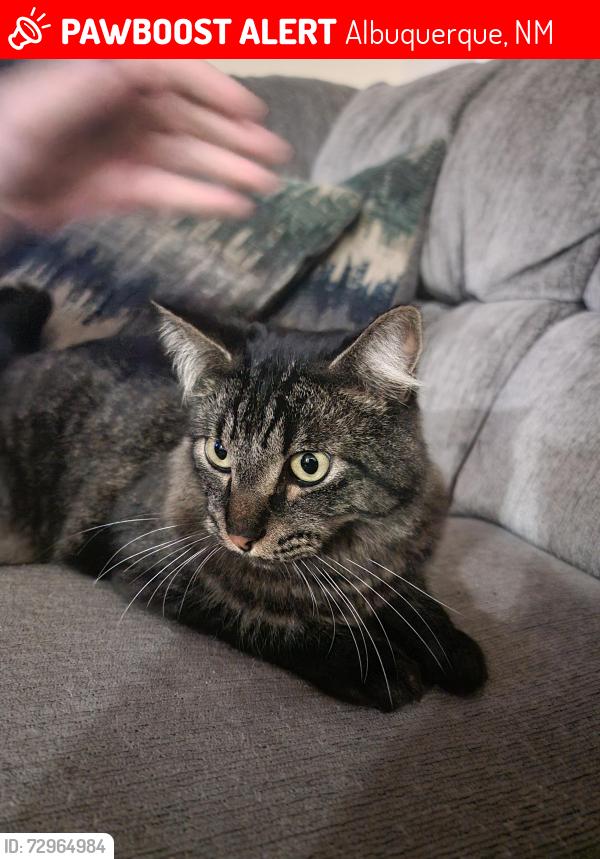 Lost Male Cat last seen Carlisle between Comanche and Montgomery , Albuquerque, NM 87107