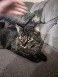 Lost Male Cat last seen Carlisle between Comanche and Montgomery , Albuquerque, NM 87107