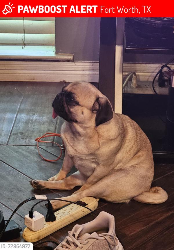 Lost Female Dog last seen Wheaton and washer, Fort Worth, TX 76133