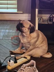 Lost Female Dog last seen Wheaton and washer, Fort Worth, TX 76133
