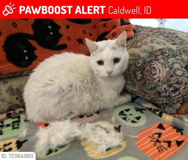 Lost Female Cat last seen Florida Ave and Wintercrest , Caldwell, ID 83607