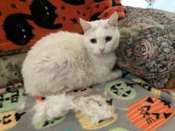 Lost Female Cat last seen Florida Ave and Wintercrest , Caldwell, ID 83607