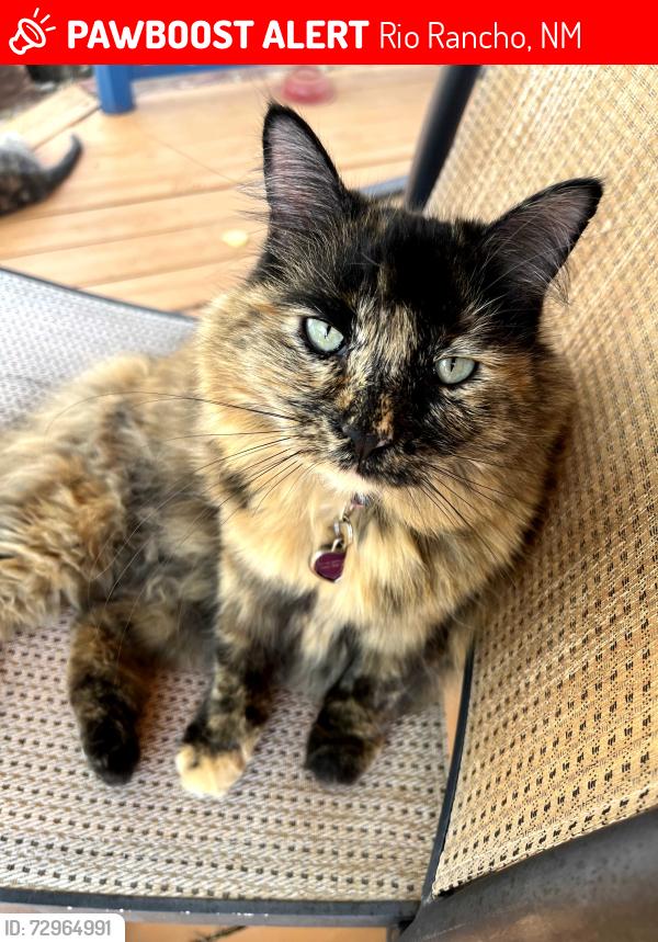Lost Female Cat last seen Near Concord Hills loop , Rio Rancho, NM 87144