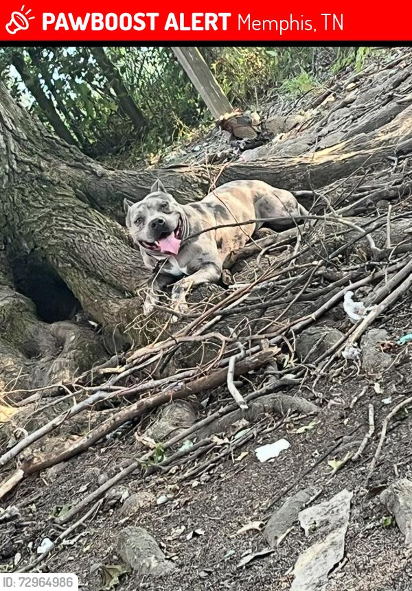 Lost Male Dog last seen Victoria & Boingshire , Memphis, TN 38116