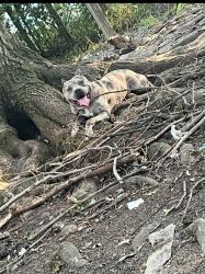 Lost Male Dog last seen Victoria & Boingshire , Memphis, TN 38116