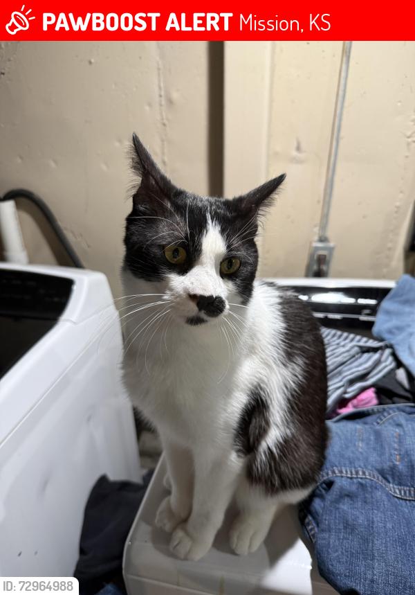 Lost Male Cat last seen 65th st and santa fe dr, Mission, KS 66202
