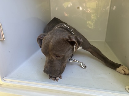Shelter Stray Male Dog last seen Atlanta, GA 30310, Atlanta, GA 30336