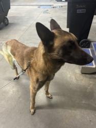 Shelter Stray Male Dog last seen Atlanta, GA 30318, Atlanta, GA 30336