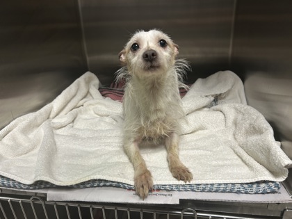 Shelter Stray Male Dog last seen Atlanta, GA 30318, Atlanta, GA 30336