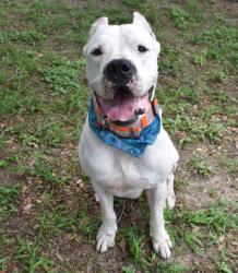 Shelter Stray Male Dog last seen Homosassa, FL , Inverness, FL 34450