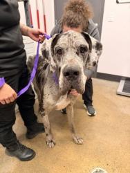 Shelter Stray Male Dog last seen Cleveland, OH 44108, Cleveland, OH 44102