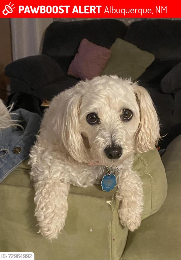 Lost Female Dog last seen Rio Bravo and Del Rio , Albuquerque, NM 87105