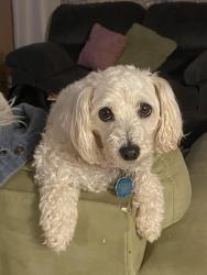 Lost Female Dog last seen Rio Bravo and Del Rio , Albuquerque, NM 87105