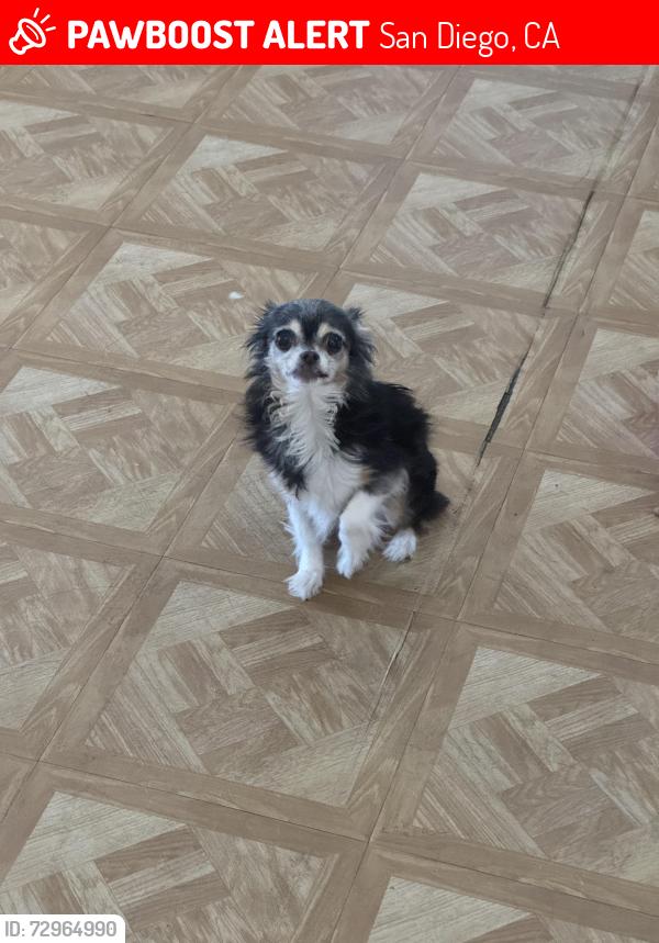 Lost Female Dog last seen Newton Ave in San Diego , San Diego, CA 92113