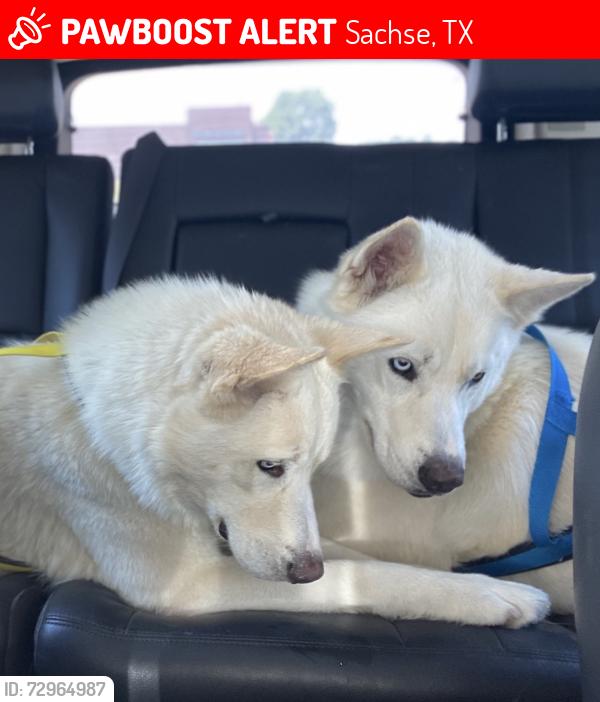 Lost Male Dog last seen Lakecrest and Briarcrest (by golf course), Sachse, TX 75048