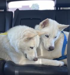 Lost Male Dog last seen Lakecrest and Briarcrest (by golf course), Sachse, TX 75048