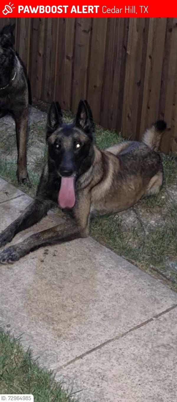 Lost Male Dog last seen Valley view dr, Tower dr, Kingswood dr, Cedar Hill, TX 75104