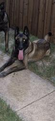 Lost Male Dog last seen Valley view dr, Tower dr, Kingswood dr, Cedar Hill, TX 75104