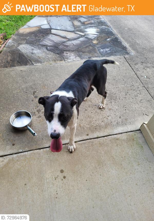Found/Stray Male Dog last seen Hollow Creek subdivision Gladewater, Gladewater, TX 75647