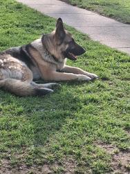 Reunited Male Dog last seen By taylor elementary , Cedar Rapids, IA 52404