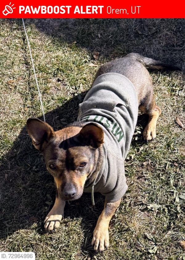 Lost Male Dog last seen Maverick Gas Station, Orem, UT 84057