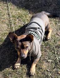 Lost Male Dog last seen Maverick Gas Station, Orem, UT 84057