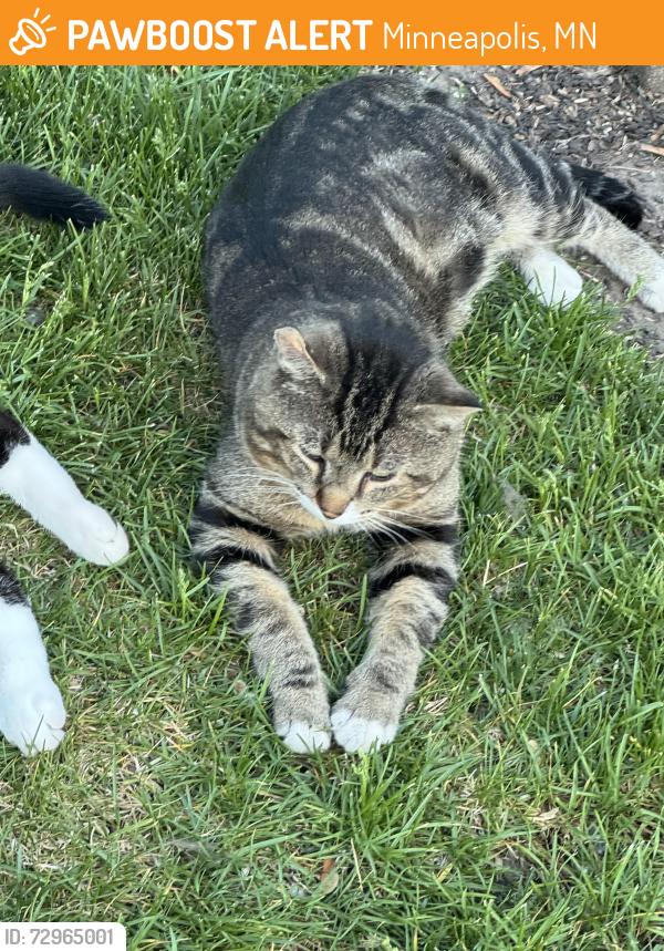 Found/Stray Male Cat last seen 61stST 12TH AVE S, Minneapolis, MN 55402