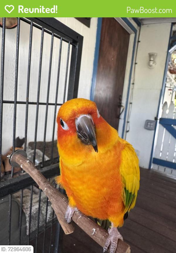 Reunited Male Bird last seen N East st.and La Palma Ave, Anaheim, CA 92805