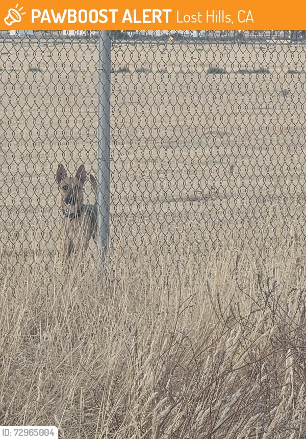 Found/Stray Female Dog last seen Behind the Almong Village apmts, Lost Hills, CA 93249