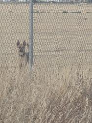 Found/Stray Female Dog last seen Behind the Almong Village apmts, Lost Hills, CA 93249