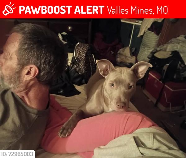 Lost Female Dog last seen Hwy JJ, Valles Mines, MO 63087
