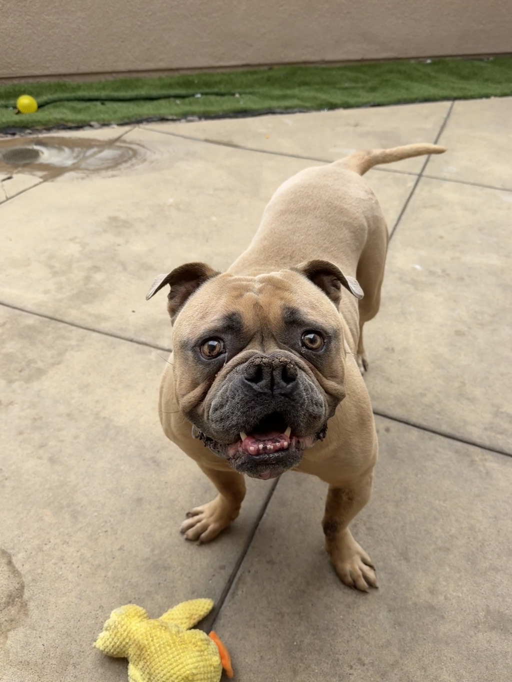Shelter Stray Male Dog last seen Mesa Grande Road, Santa Ysabel, CA, 92070, San Diego, CA 92110
