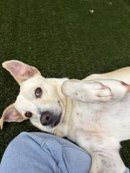 Shelter Stray Female Dog last seen Near Napa Street, San Diego, CA, 92110, San Diego, CA 92110