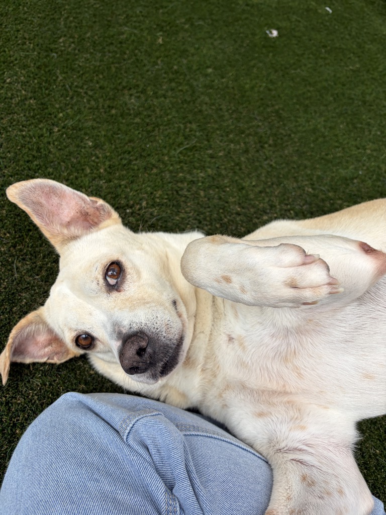 Shelter Stray Female Dog last seen Near Napa Street, San Diego, CA, 92110, San Diego, CA 92110