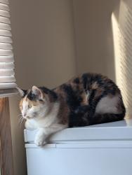 Lost Female Cat last seen Tomcats pawn shop, Bloomington, IN 47404