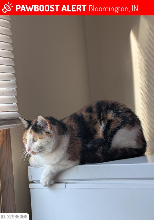 Lost Female Cat last seen Tomcats pawn shop, Bloomington, IN 47404