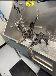 Lost Female Dog last seen Ashley lane and Springfield way, Morada, CA 95212