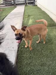 Found/Stray Male Dog last seen Cesar E Chávez park , Oceanside, CA 92054