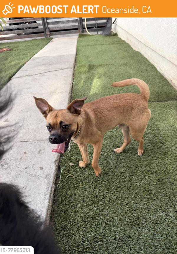 Found/Stray Male Dog last seen Cesar E Chávez park , Oceanside, CA 92054