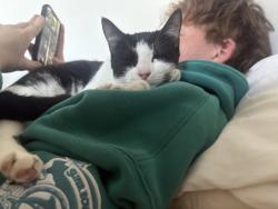 Lost Female Cat last seen Near Urban Road, Caboolture, Caboolture, QLD 4510