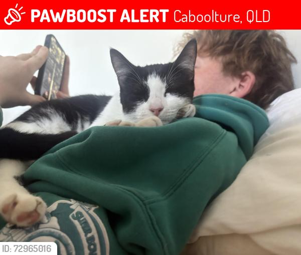 Lost Female Cat last seen Near Urban Road, Caboolture, Caboolture, QLD 4510