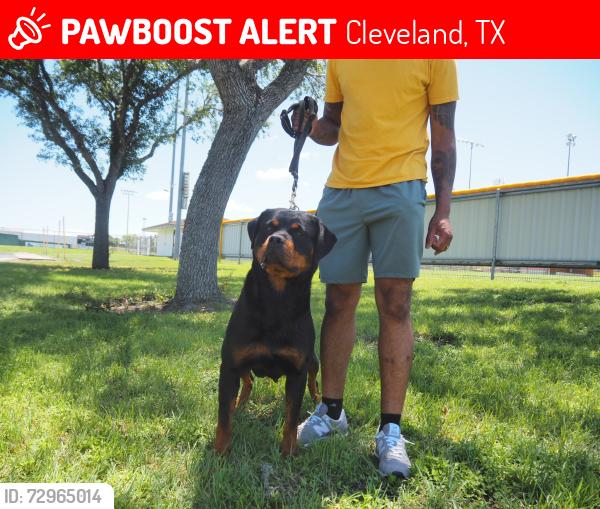 Lost Female Dog last seen Near RD 5708, Cleveland, TX 77327