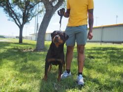 Lost Female Dog last seen Near RD 5708, Cleveland, TX 77327