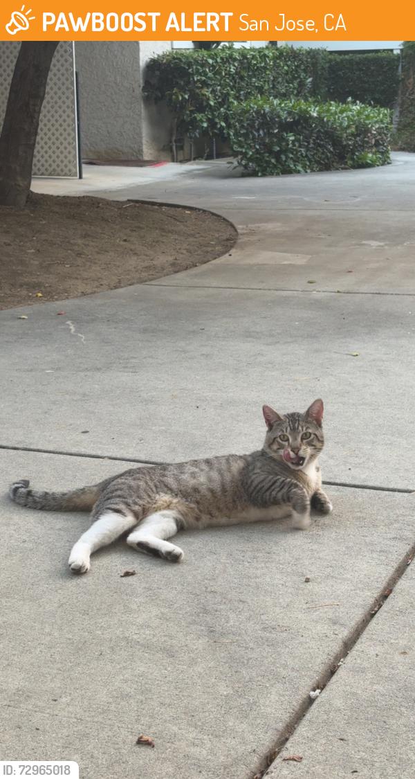 Found/Stray Male Cat last seen Boynton, San Jose, CA 95117